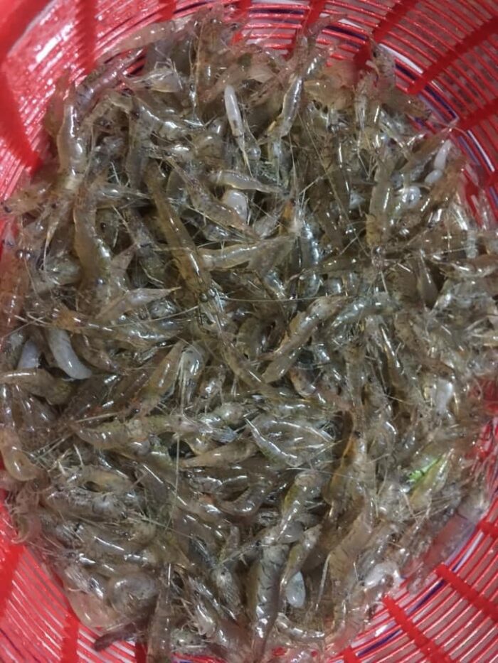 Tép Đồng